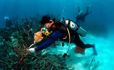WWF researcher monitoring reef/Philippines
© Juergen Freud/WWF rel=