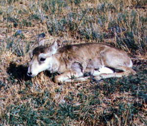 Saiga antelope (Saiga tatarica) calf.
© WWF-Mongolia / Ts.Tuyatsatsral Saiga antelope (<i>Saiga tatarica</i>) calf.
© WWF-Mongolia / Ts.Tuyatsatsral