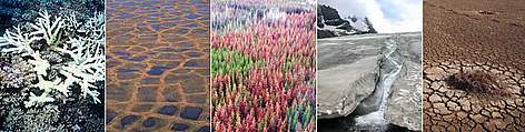 L to R: Corals become bleached when water temperatures rise too high and are sustained for too ...
© L to R: Cat HOLLOWAY / WWF; Peter Proksoch; D&J Huber; Wing-Chi Poon; Michel GUNTHER / WWF Impacts of climate change on nature. rel=
