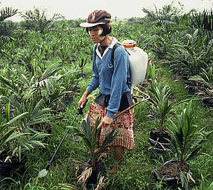 Spraying pesticides between rows of oil palm trees. Plantation nursery, Puntianal Area, near Bukit ...
© Mark Edwards / WWF
© Mark Edwards / WWF