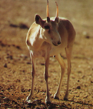 Saiga antelope (Saiga tatarica)
© Undram R. Saiga antelope (<i>Saiga tatarica</i>)
© Undram R.