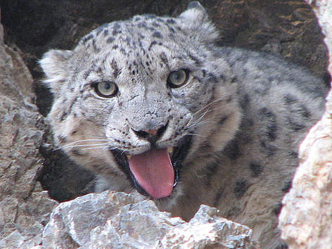 Snow leopard in Altai Sayan
© D.Tseveenravdan / WWF Mongolia Snow leopard in Altai Sayan rel=