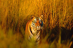 Now you see me, now you don't. What would happen if tigers became extinct? Bengal tiger (Panthera ...
© naturepl.com/Francois Sevigny / WWF
© naturepl.com/Francois Sevigny / WWF