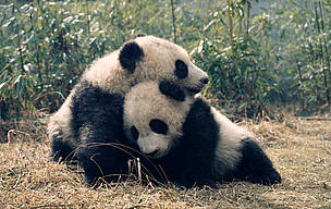 Da Di and Jia Lin play together in the Wolong Research & Breeding Centre, China
© Susan A. MAINKA / WWF Giant pandas, panda
© Susan A. MAINKA / WWF