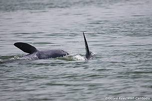 Irrawaddy dolphins playing in the Mekong river in northern Cambodia's Kratie province 
© Gerard Ryan / WWF-Cambodia