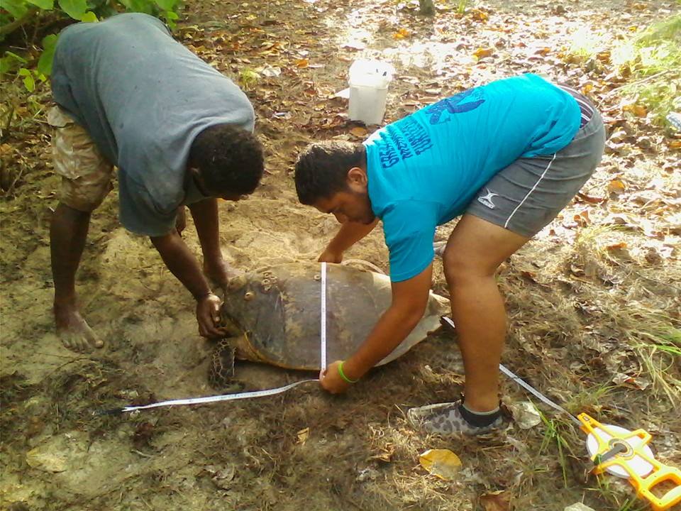 Turtle Saluting Saluting our turtle champions | WWF