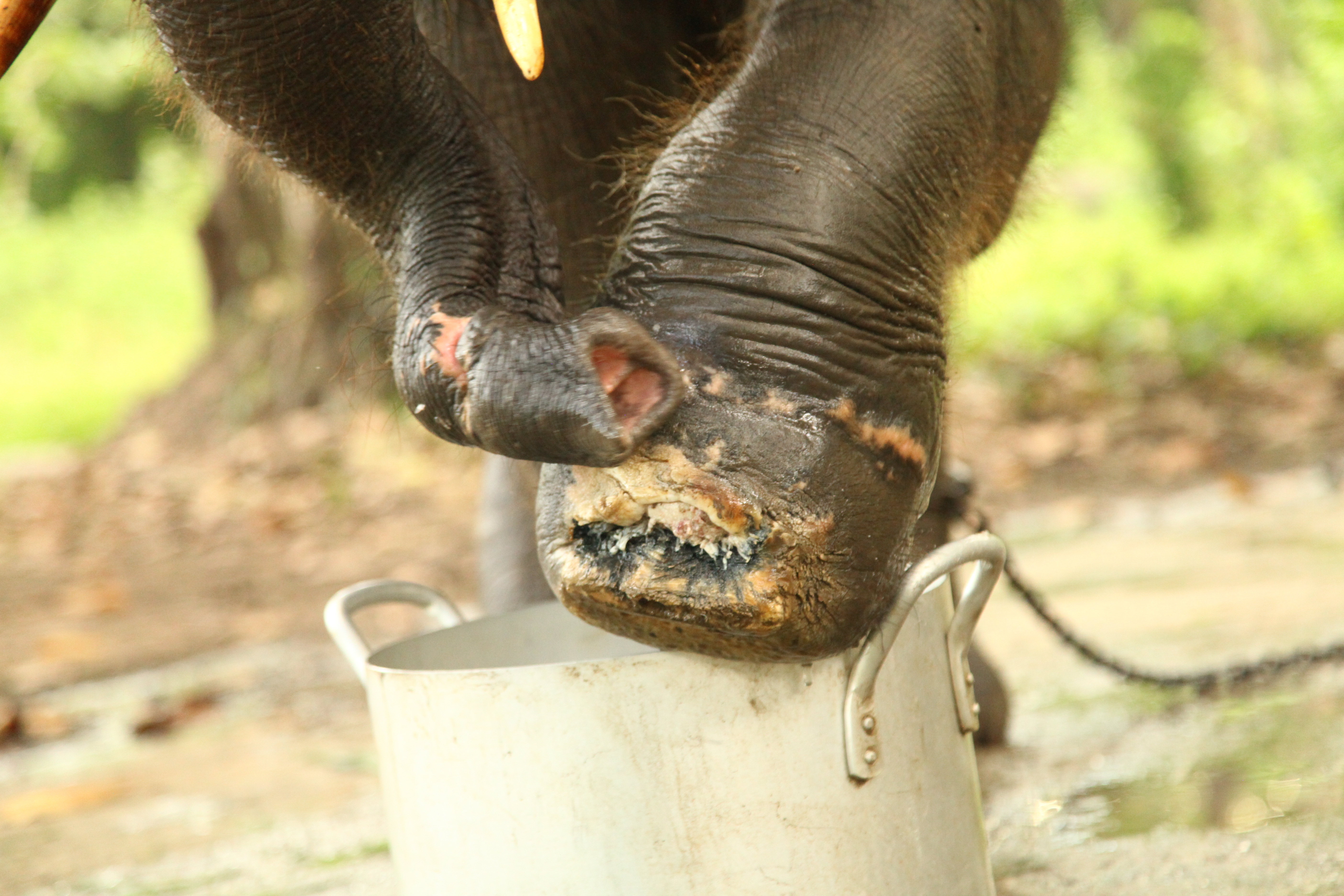 The story of June, and the need for Vietnam's national elephant conservation initiative | WWF