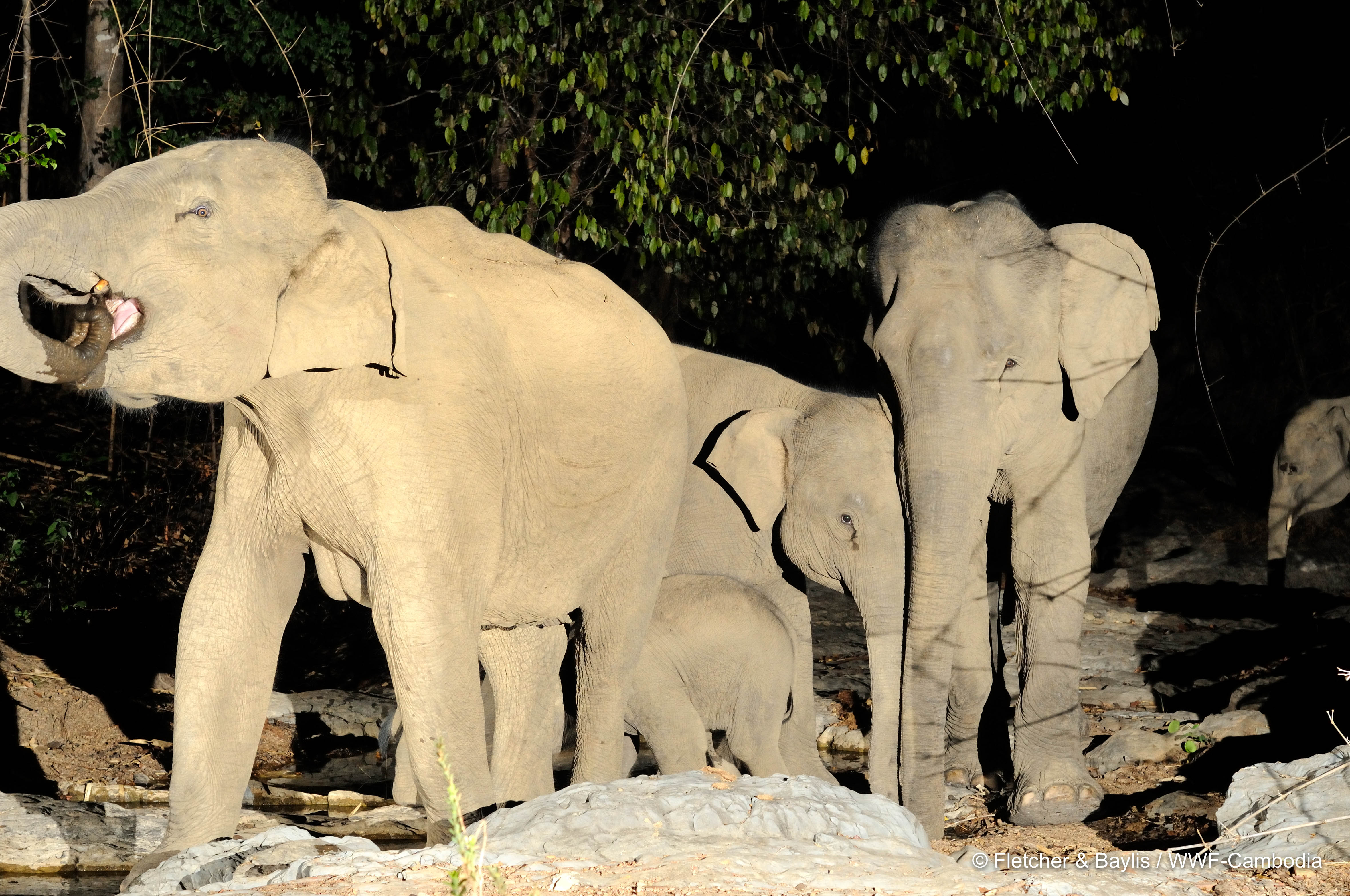 Wild Asian elephants at a waterhole in a dry river bed in Phnom Prich Wildlife Sanctuary