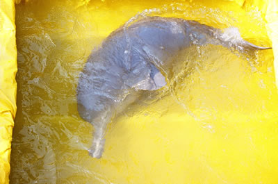 Factsheet: River Dolphins | WWF