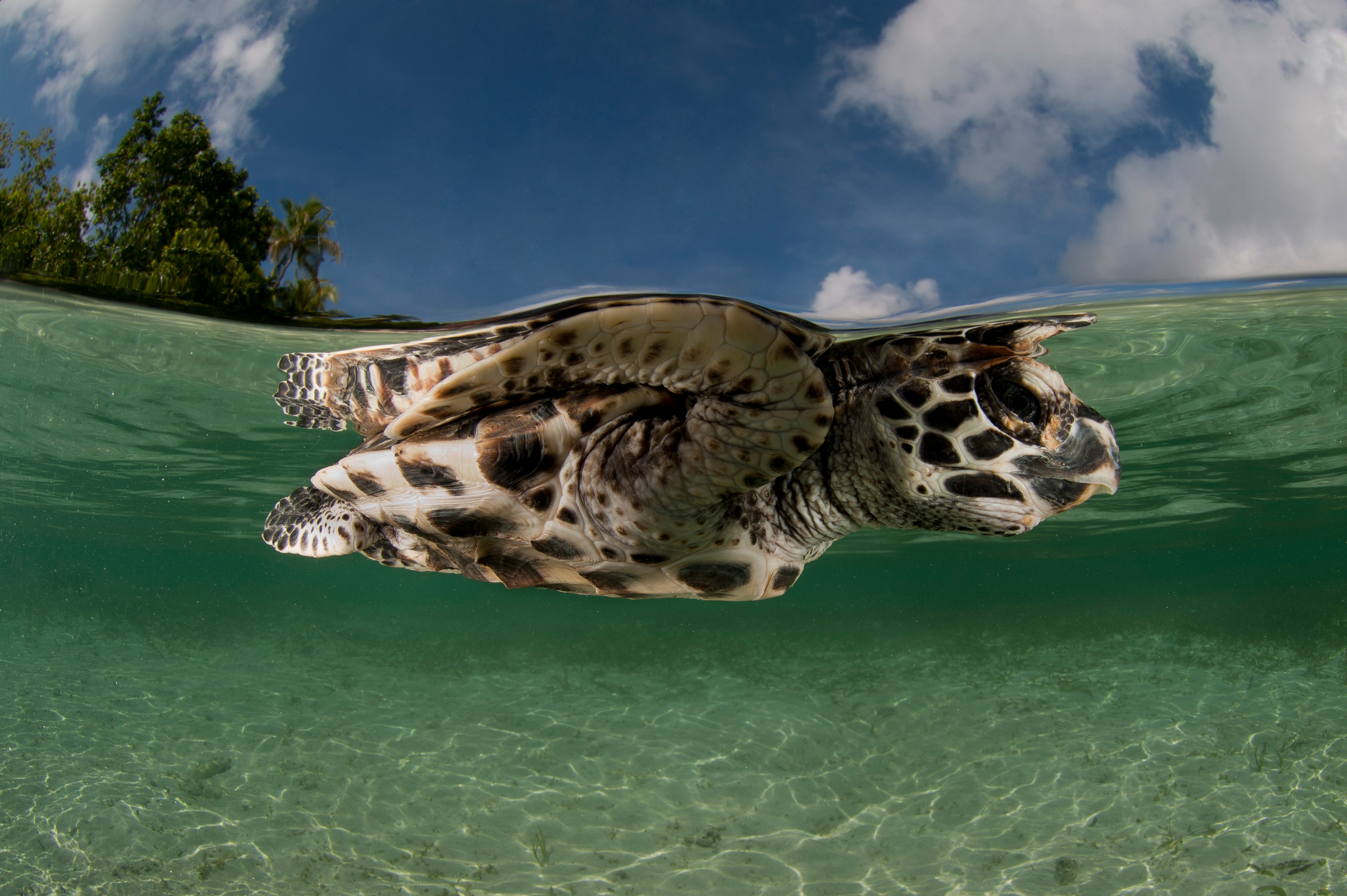 Protesting Turtles Protecting Turtles in the Pacific (Part 2) | WWF