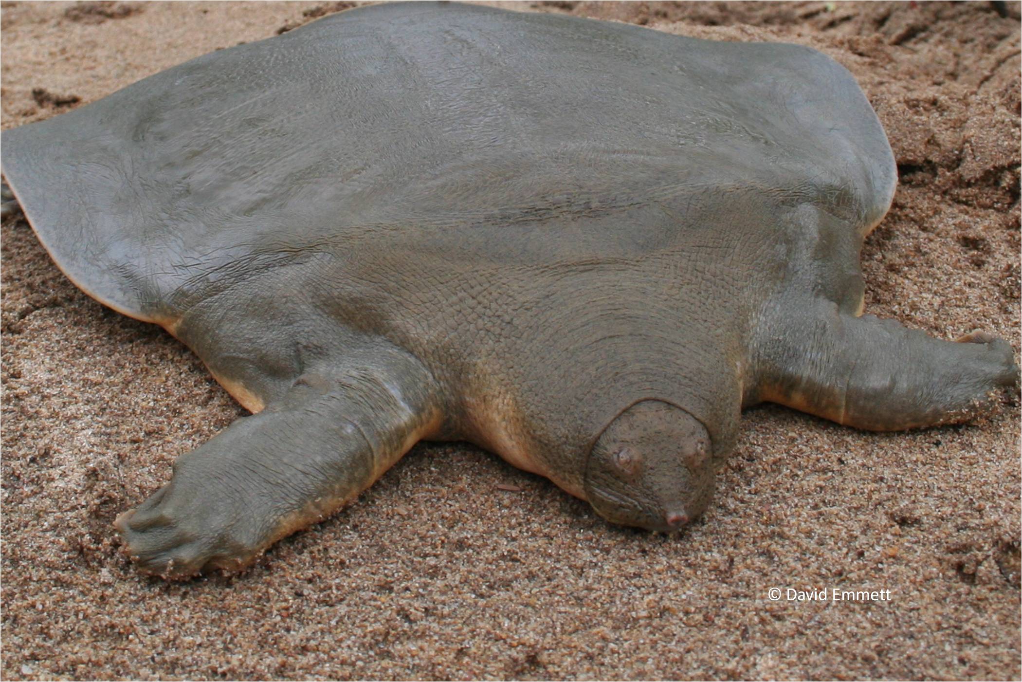 Mekong biodiversity hotspot designated for management and conservation ...
