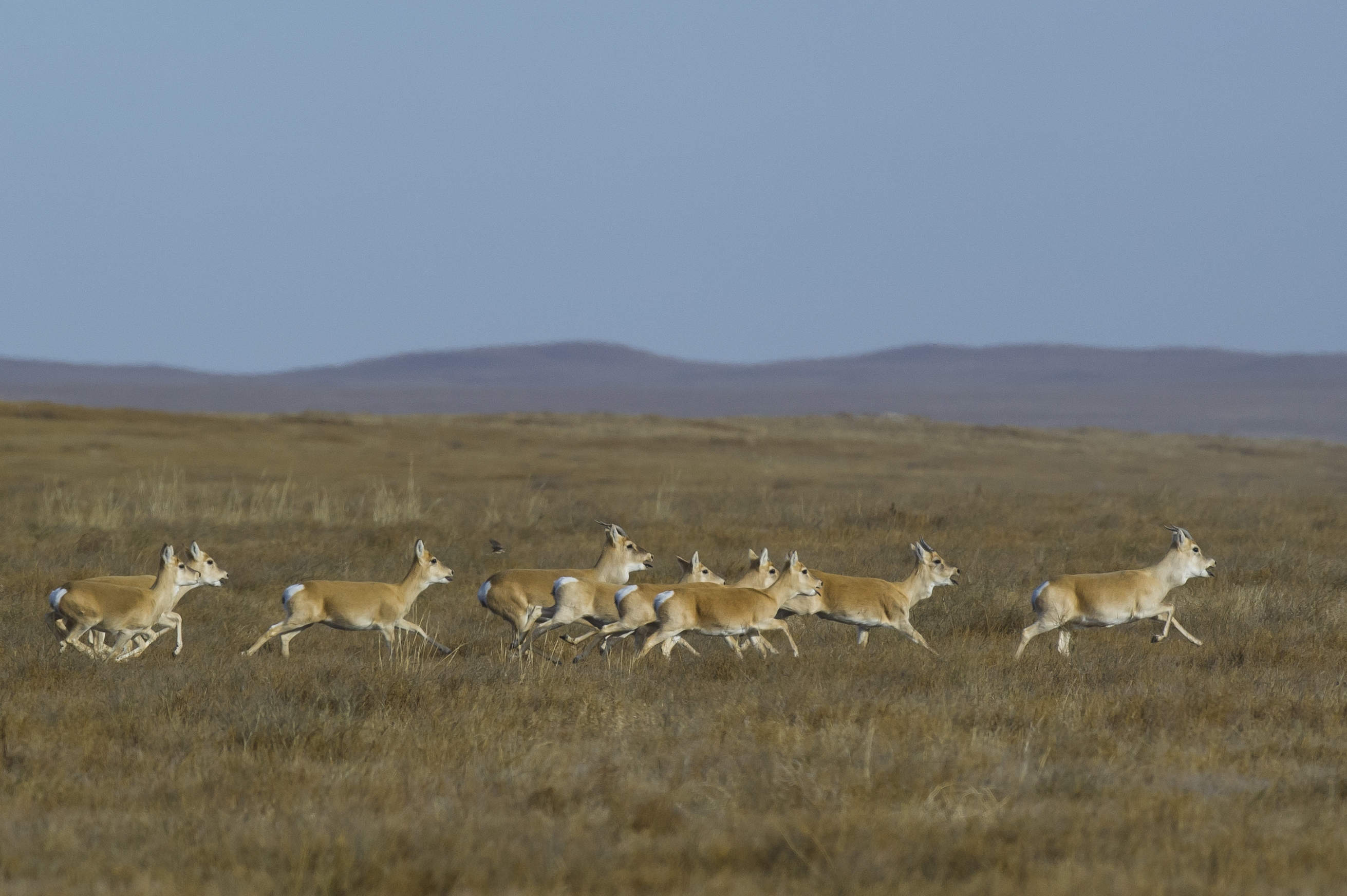 Цагаан зээр хил дамнан нүүдэллэж байна | WWF