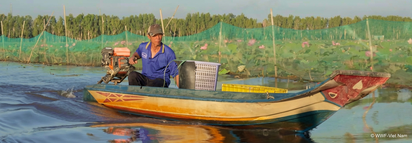 Mekong Nbs - Sen Cá
