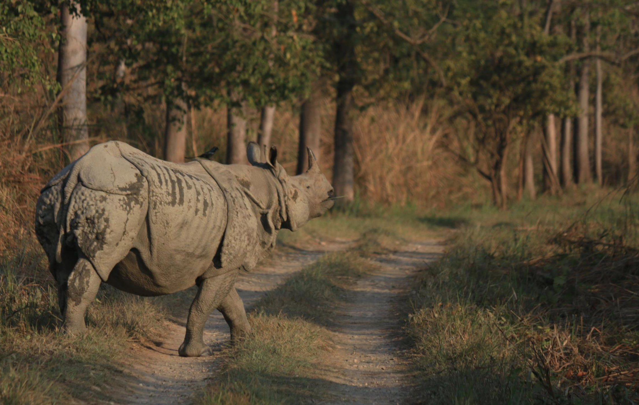 https://wwfasia.awsassets.panda.org/img/original/pramod_neupane_wwf_nepal.png