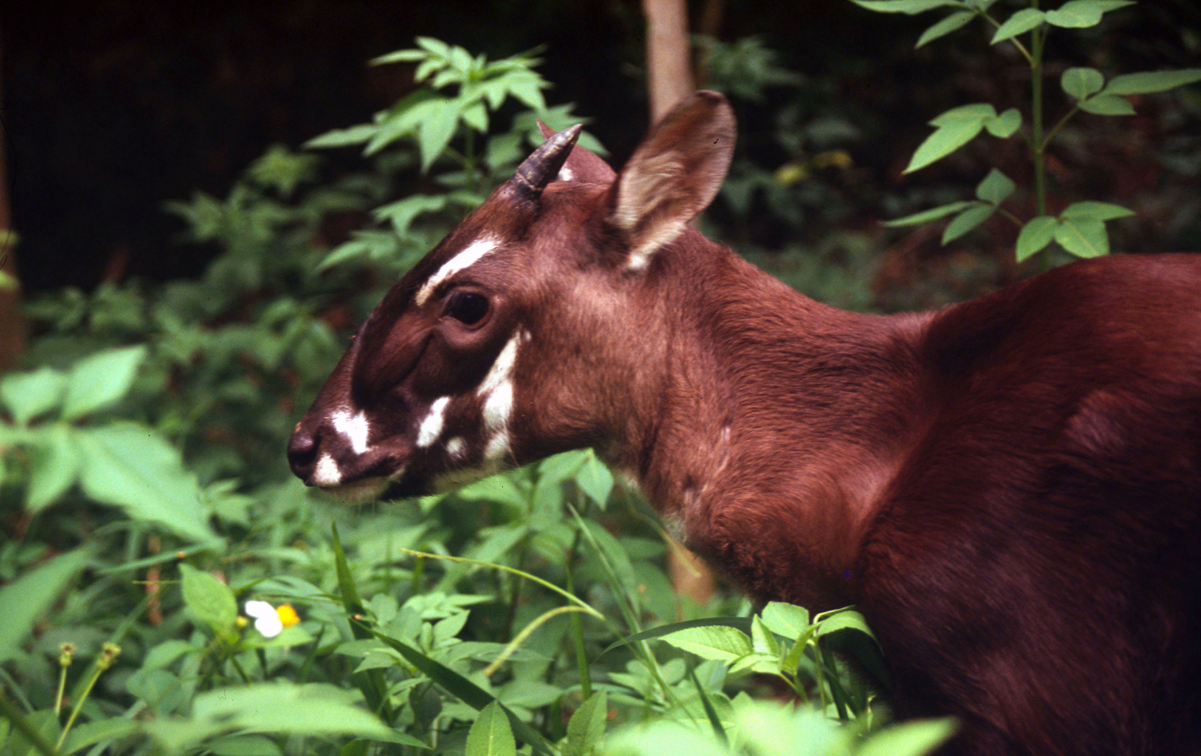 GOOGLE JOINS FORCES WITH WWF VIET NAM IN SAOLA CONSERVATION CAMPAIGN WWF GOOGLE JOINS FORCES WITH WWF VIET NAM IN SAOLA CONSERVATION CAMPAIGN WWF
