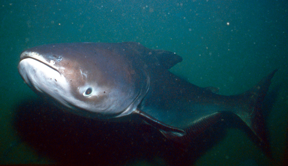 Giant catfish (Pangasianodon gigas)
