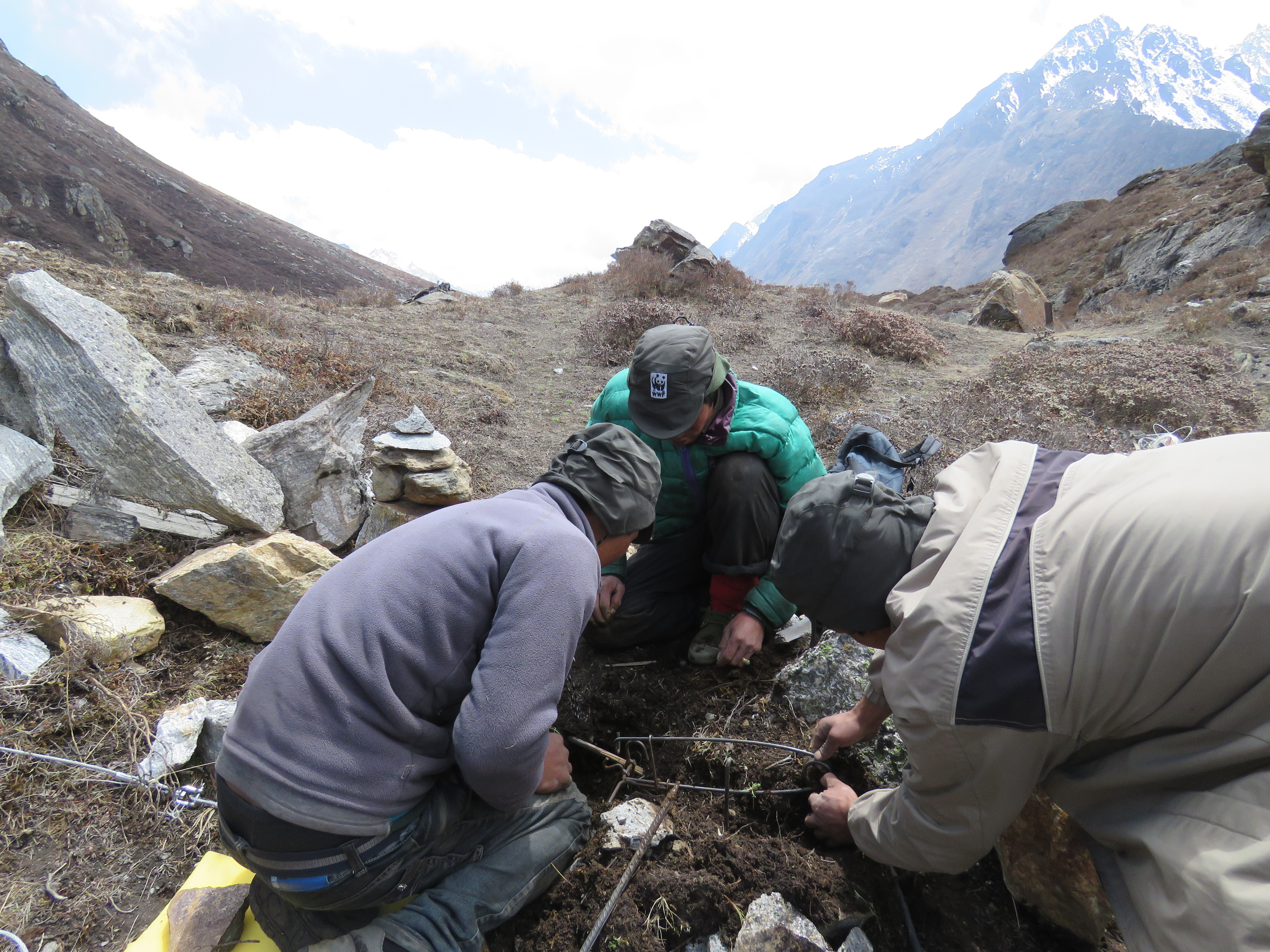 First female snow leopard GPS-collared in Nepal paves way for new ...
